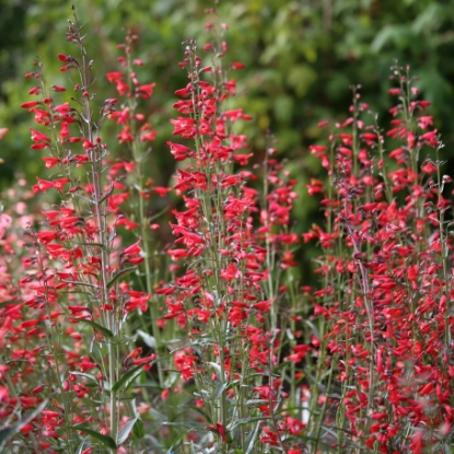 Picture of Penstemon - Barbatus Twizzle Scarlet
